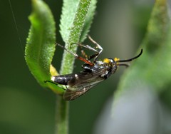 Episyron rufipes