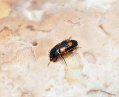 Ipidia binotata