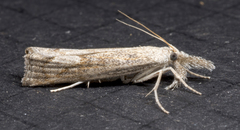 Neodactria caliginosellus