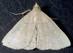 Zanclognatha pedipilalis