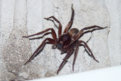 Asthenoctenus borellii