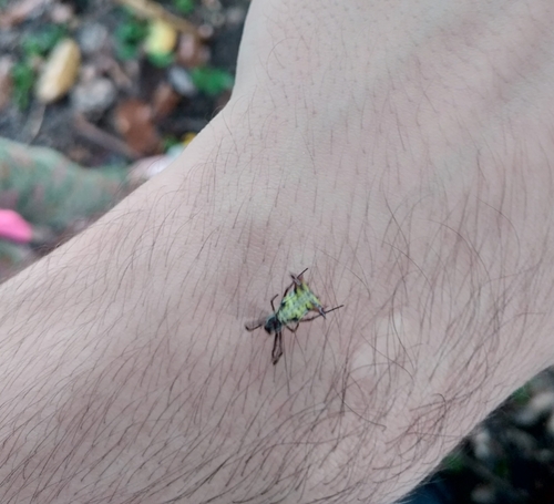 Micrathena fissispina