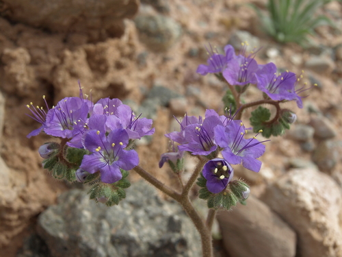 Phacelia crenulata var. ambigua