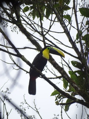 Ramphastos brevis