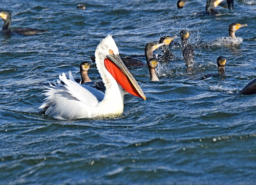 Pelícano ceñudo (Pelecanus crispus)