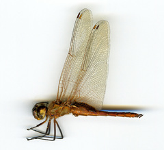 Tramea insularis