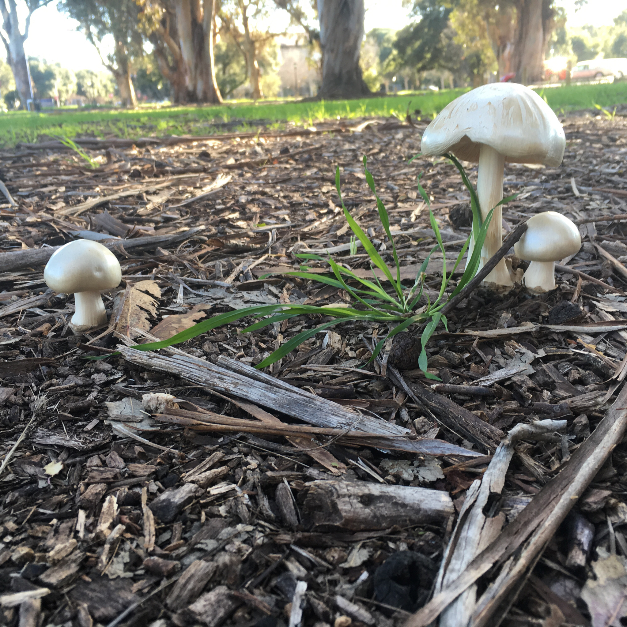 Volvariella gloiocephala image