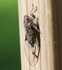 Amphipsalta