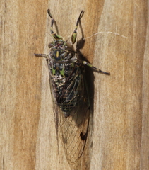 Amphipsalta