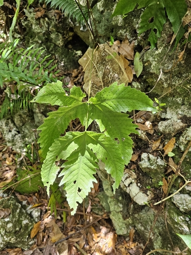 Image of Tectaria heracleifolia by (c) ritirene, some rights reserved (CC BY)