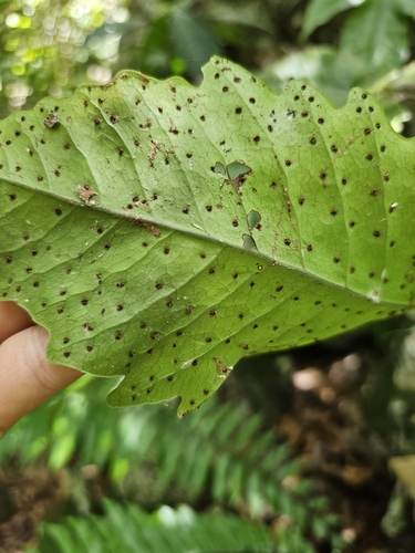 Image of Tectaria heracleifolia by (c) ritirene, some rights reserved (CC BY)