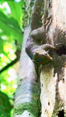 Microsciurus alfari