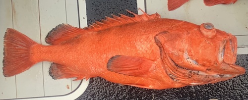 Black-throated rock-fish (Sebastes borealis) — Sebastidae — 2