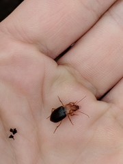 Amphasia interstitialis