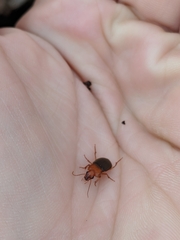 Amphasia interstitialis