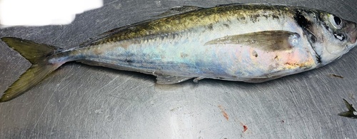 Cape horse mackerel (Trachurus capensis) — Carangidae — 3