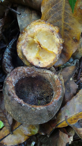 Lecythis mesophylla S.A.Mori 4