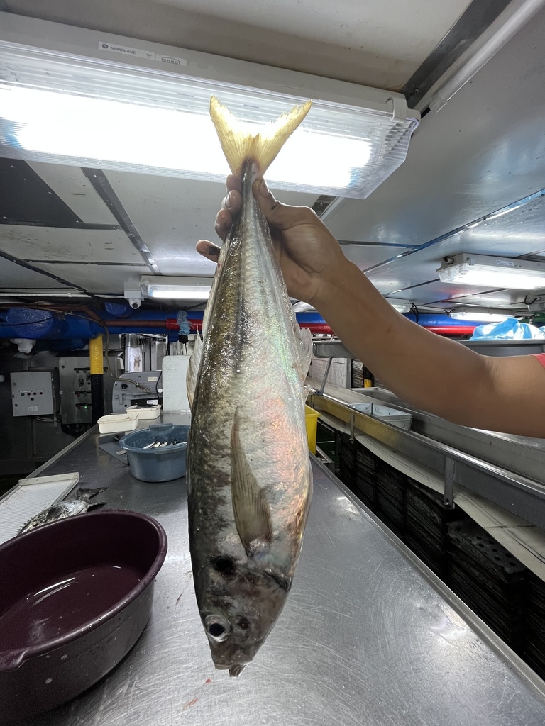Kaapse horsmakreel (Trachurus capensis) — Carangidae