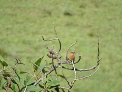 Ochthoeca fumicolor