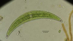 Closterium moniliferum