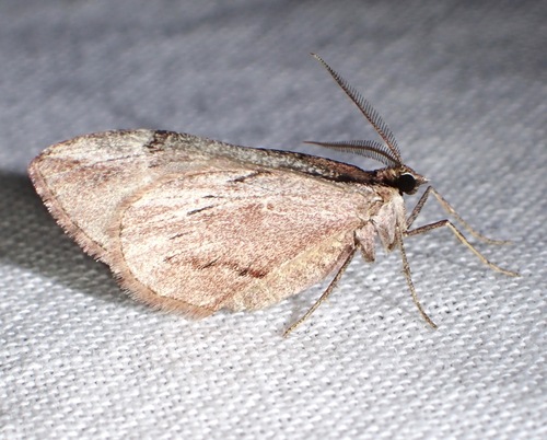 Stamnoctenis pearsalli photo 4