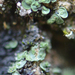 Elf Ears Lichen - Photo (c) Tab Tannery, some rights reserved (CC BY-NC-SA)
