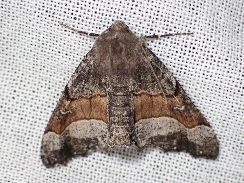 Behr's Pero Moth photo 6