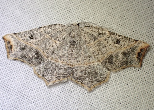 Metanema brunneilinearia