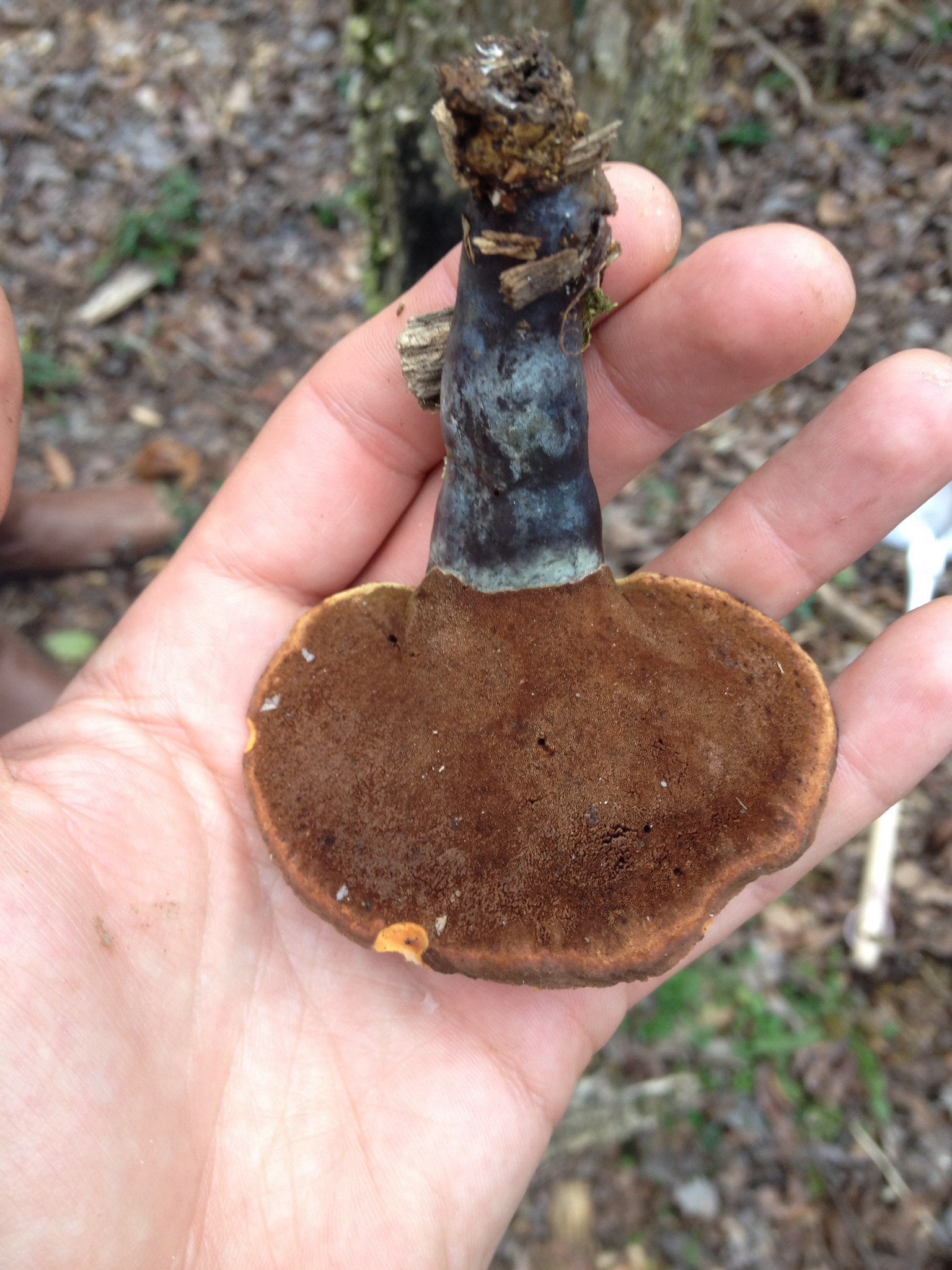 Ganoderma curtisii image