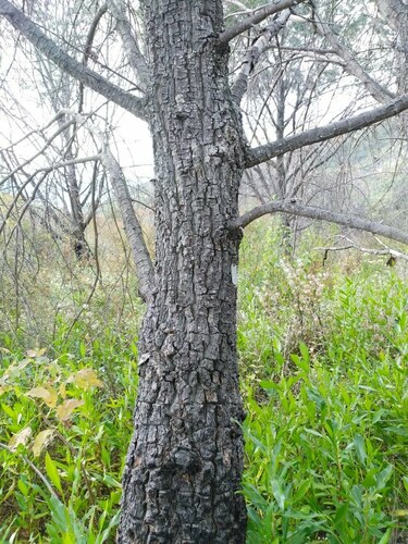 Pinus maximartinezii, photograph 2