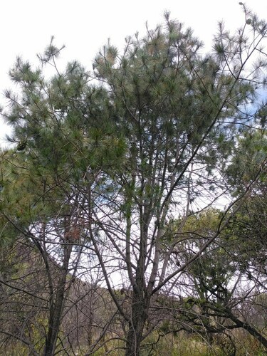 big-cone pinyon (Pinus maximartinezii)