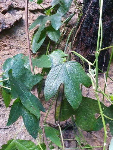 Image of Passiflora cinnabarina by (c) ronavery, some rights reserved (CC BY)