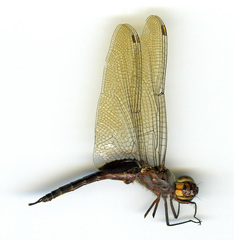 Tramea binotata