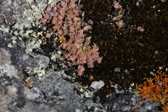 Crassula lanceolata lanceolata