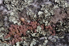 Crassula lanceolata lanceolata
