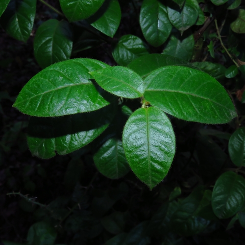 Mandevilla pubescens, photograph 3