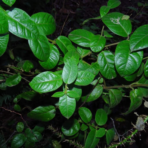 Mandevilla pubescens, photograph 4