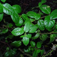 Mandevilla pubescens, photograph Diego González, CC BY, iNaturalist via GBIF