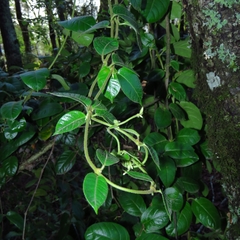 Mandevilla pubescens, photograph Diego González, CC BY, iNaturalist via GBIF