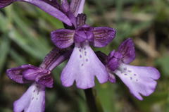 Anacamptis boryi