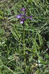 Anacamptis boryi