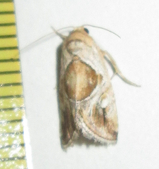 Deltote johnjoannoui