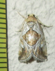 Deltote johnjoannoui