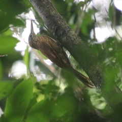 Xiphorhynchus guttatus