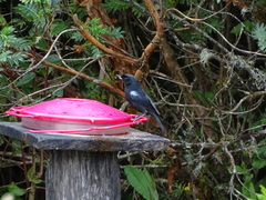 Diglossa lafresnayii