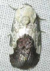 Acontia