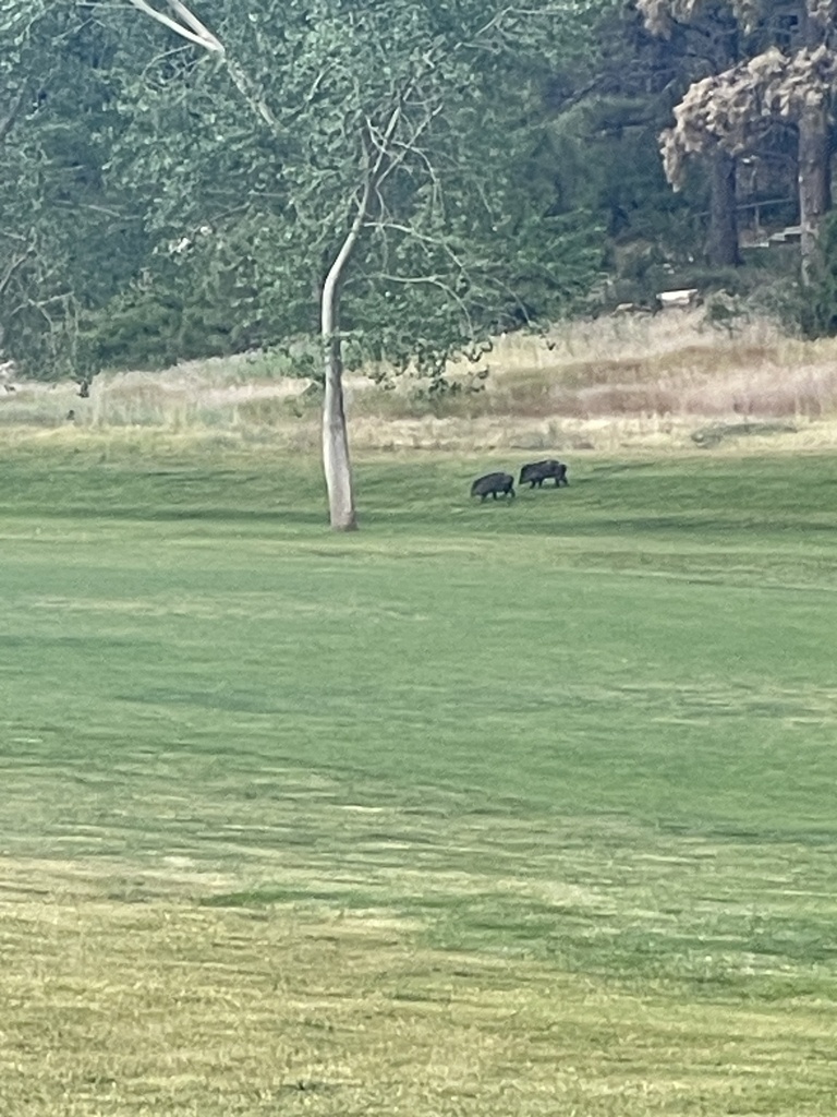 Collared Peccary from Aspen Valley Golf Club, Flagstaff, AZ, US on July