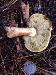 Suillus ponderosus