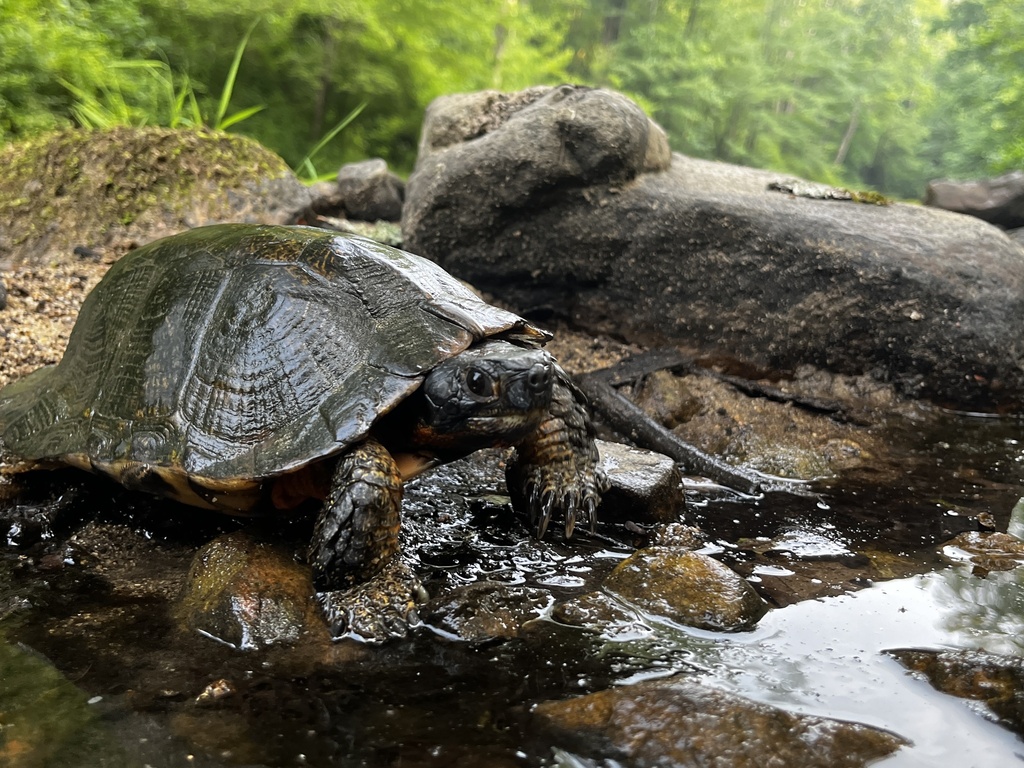 Wood Turtle