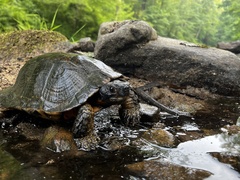 Wood Turtle photo 1